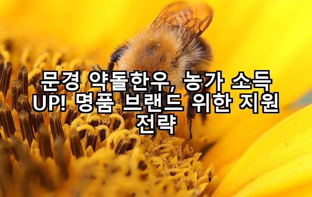 문경 약돌한우, 농가 소득 UP! 명품 브랜드 위한 지원 전략